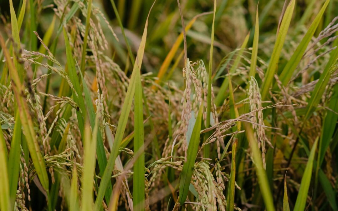 PromoBacter en la revista anual de la ACA: Más de 10 años de investigación en arroz