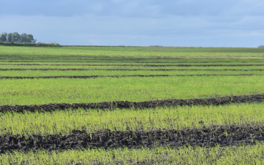 PromoBacter, el bioestiumulante preferido en el norte del país